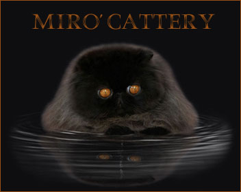 Mirò Cattery